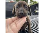 Cayce Hound (Unknown Type) Young Male