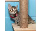 Huber Domestic Shorthair Kitten Male