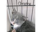 Christine Domestic Shorthair Kitten Female
