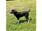 YOOHOO* Australian Shepherd Young Male