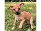 PUPPY PRINCESS POPPY Chihuahua Puppy Female
