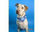 Bruno Labrador Retriever Young Male
