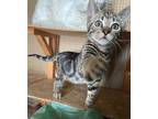 Kaila Tabby Kitten Female