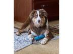 Mia Australian Shepherd Puppy Female