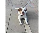 George Michael American Pit Bull Terrier Adult Male