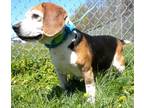 Howie Beagle Senior Male