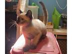 Louis Vuitton Domestic Shorthair Kitten Male