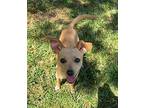 Poochy Chihuahua Puppy Male