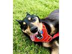 Wylie German Shepherd Dog Senior Male
