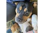 Ruby American Bulldog Adult Female