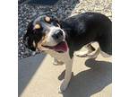 Kaia Border Collie Young Female