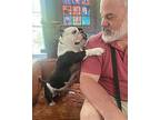 Tallulah English Bulldog Young Female