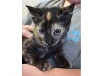 Clem Domestic Shorthair Kitten Female