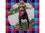 Steel Doberman Pinscher Senior Male