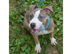 IRIE Puppy Female