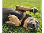 Big Bertha Labrador Retriever Young Female