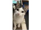 Adopt Ted a Brown Tabby Domestic Shorthair (short coat) cat in Monrovia