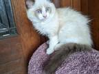 TICA Bicolor Ragdoll Kitten Male 2