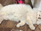 Azlan X Cassie Ragdoll