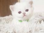 British Shorthair Beauty