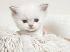 British Shorthair Kitten Doll Face