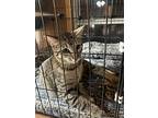 Dory, Manx For Adoption In Jacksonville, Arkansas