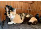 Monet, Domestic Shorthair For Adoption In Hollywood, South Carolina