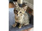 Dot, Domestic Shorthair For Adoption In Lindsay, Ontario