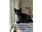 Bean, Domestic Shorthair For Adoption In Lindsay, Ontario