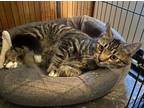 Krispin, Domestic Shorthair For Adoption In Hollywood, South Carolina