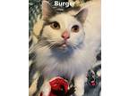 Burger, Domestic Longhair For Adoption In Lindsay, Ontario