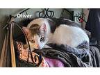 Oliver, Domestic Shorthair For Adoption In Lindsay, Ontario