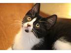 Leroy (hopkins), Domestic Shorthair For Adoption In Wichita Falls, Texas