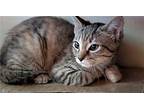 Kitten Mocha Girl, Domestic Mediumhair For Adoption In Franklin, Tennessee