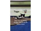 Tiggs, Domestic Shorthair For Adoption In Lindsay, Ontario