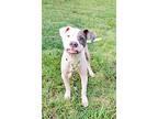 Demi, American Pit Bull Terrier For Adoption In Earl, North Carolina