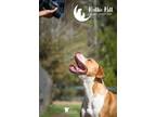 Simon, American Pit Bull Terrier For Adoption In Hollywood, South Carolina