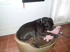 Naomi, American Staffordshire Terrier For Adoption In Hollywood, South Carolina