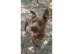 Liza, American Staffordshire Terrier For Adoption In Hollywood, South Carolina