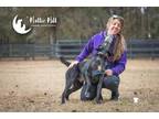 Dexter, Labrador Retriever For Adoption In Hollywood, South Carolina