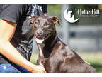 Nevada, Terrier (unknown Type, Medium) For Adoption In Hollywood, South Carolina