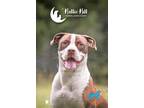 Molly, American Staffordshire Terrier For Adoption In Hollywood, South Carolina