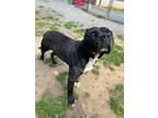 Atlas, American Pit Bull Terrier For Adoption In Earl, North Carolina