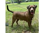 Mocha, Golden Retriever For Adoption In Hollywood, South Carolina