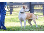 Olivia, Labrador Retriever For Adoption In Hollywood, South Carolina