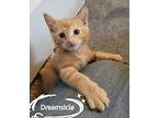 Dreamsicle Domestic Shorthair Kitten Male