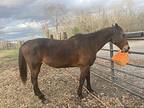 Charm, Quarterhorse For Adoption In Walker, Louisiana