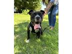 Dex (urgent!!), American Pit Bull Terrier For Adoption In Tracy, California
