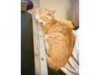 (bn) Dixie Domestic Shorthair Kitten Female
