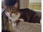 Ellie, American Shorthair For Adoption In Lakeland, Florida